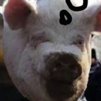 Middle pig