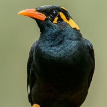 Blackbird Indian