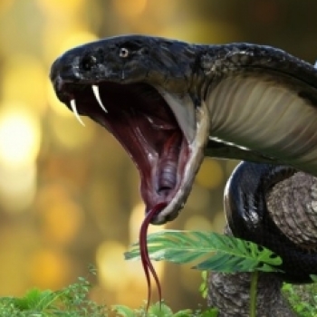 Cobra SettantaSette