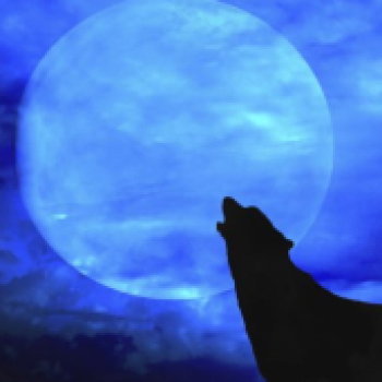 lone wolf