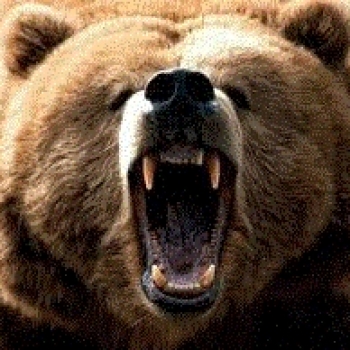 Stefano The Bear