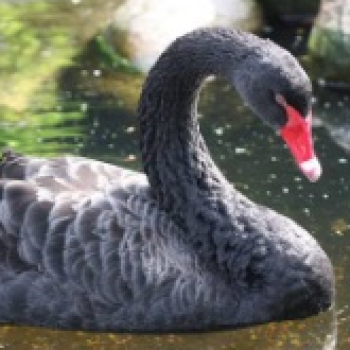 Cigno Nero