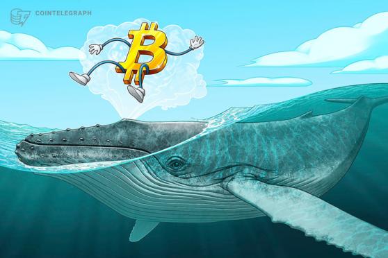 Le grandi whale di Bitcoin stanno vendendo, ma le più piccole continuano a HODLare