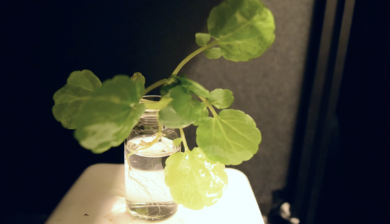 Arrivano le piante smart che si illuminano davvero come in Avatar