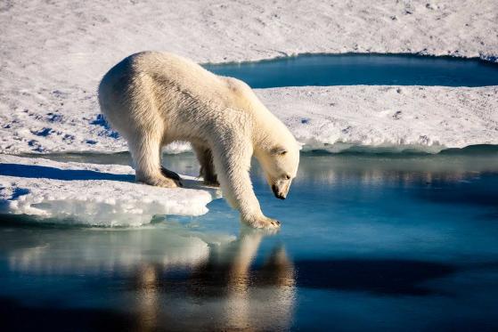 NN IP: cambiamento climatico, ecco come decarbonizzare il portafoglio